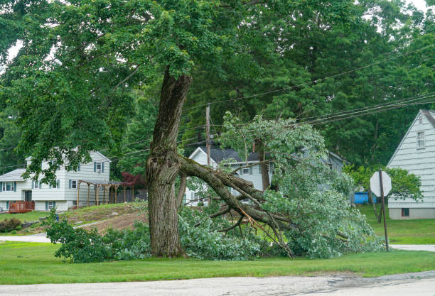 Best Tree Trimming and Pruning  in West Liberty, KY