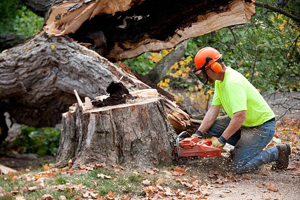 Best Tree Mulching  in West Liberty, KY