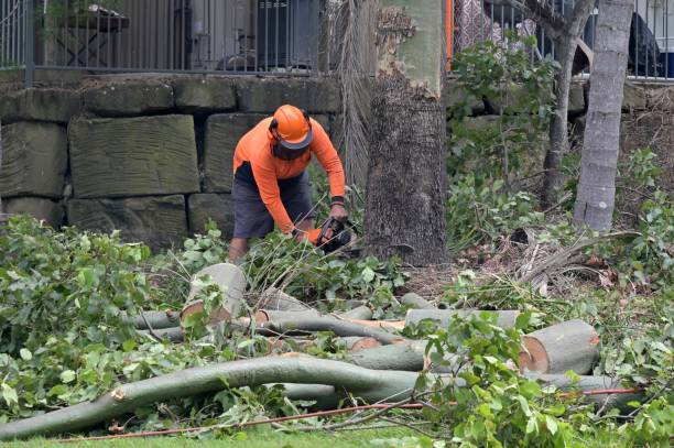 Best Commercial Tree Services  in West Liberty, KY