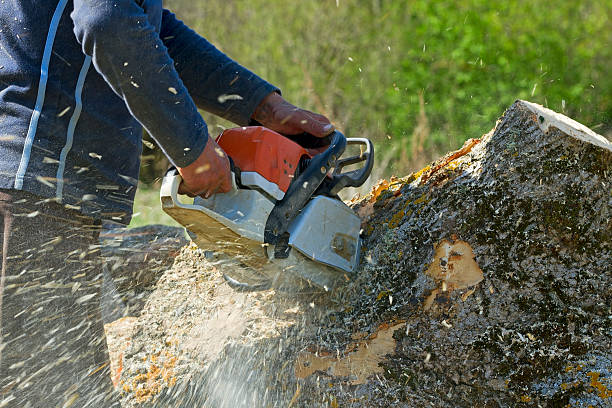 Best Tree Removal  in West Liberty, KY